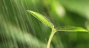 初期雨水什么情形下需納入排污許可？